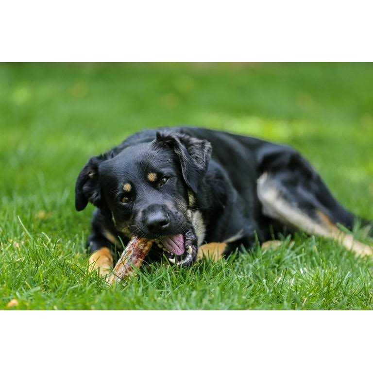 12 Beef Trachea Dog Treats H4512