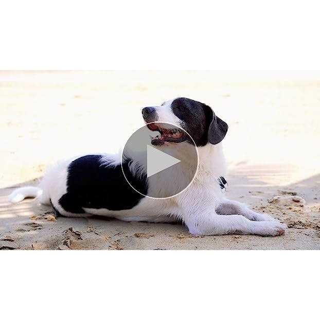 Dog Conditioner T116
