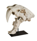 Sabertooth Skull M3297