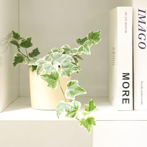 English Ivy (4" Pot) B696