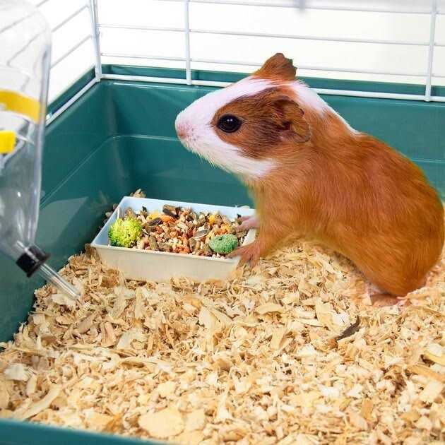 Small Animal Starter Kit B736