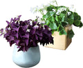 30pcs Mix Oxalis Triangularis Bulbs Purple and Green Shamrocks Bulbs N504
