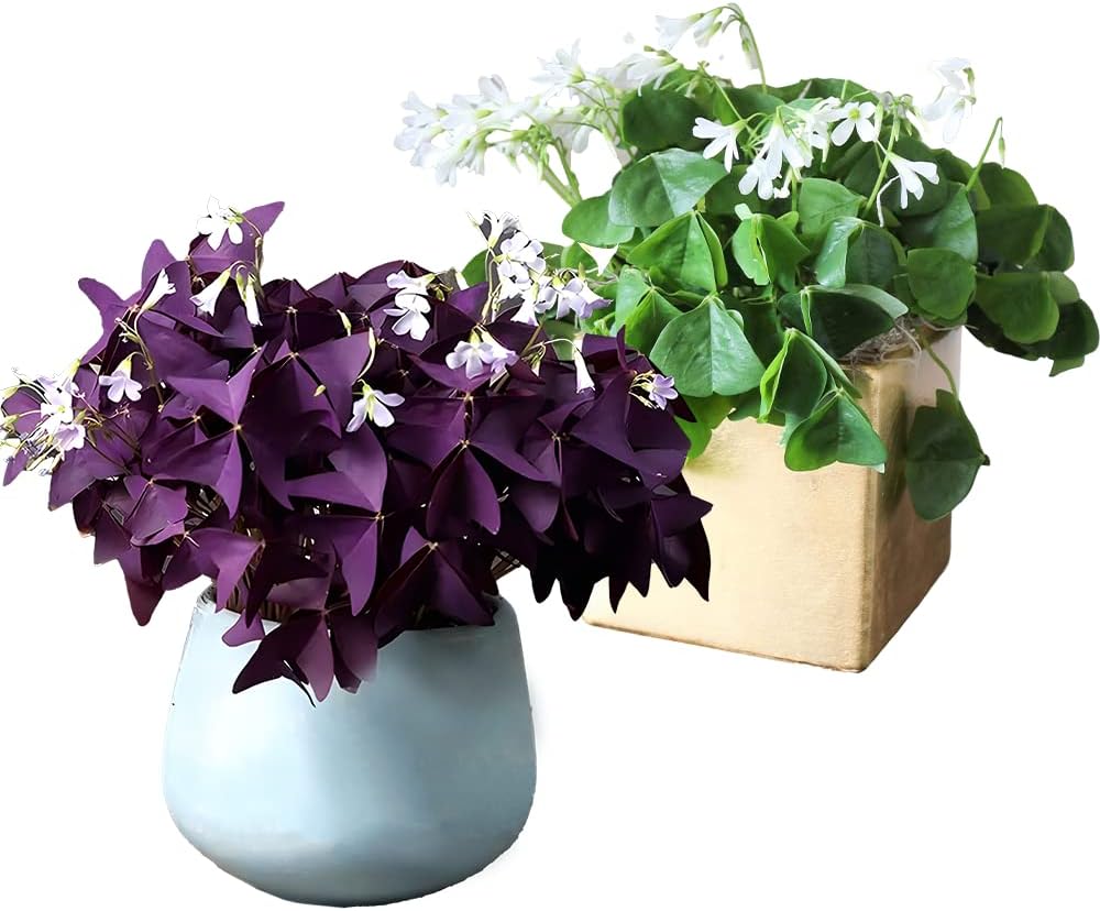 30pcs Mix Oxalis Triangularis Bulbs Purple and Green Shamrocks Bulbs N504