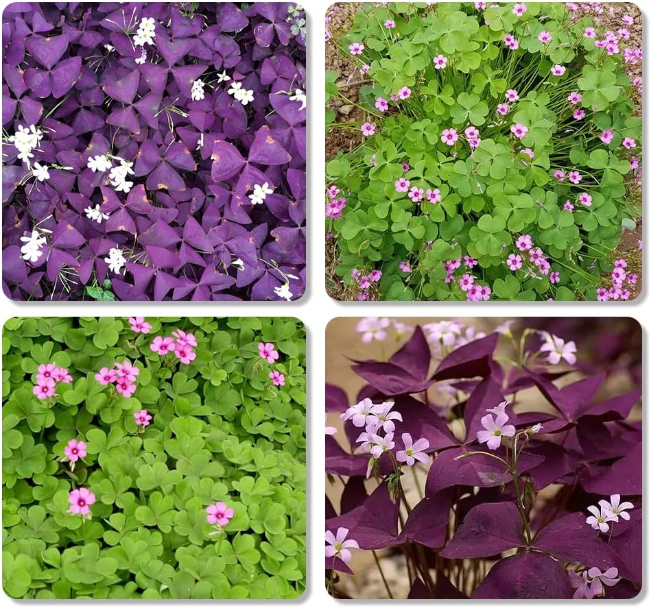 30pcs Mix Oxalis Triangularis Bulbs Purple and Green Shamrocks Bulbs N504