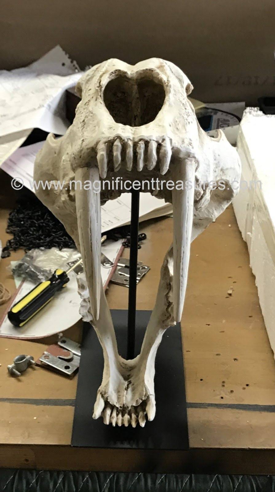 Sabertooth Skull M3297
