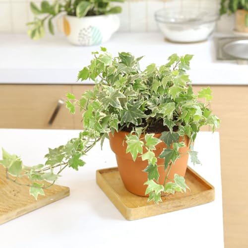 English Ivy (4" Pot) B696