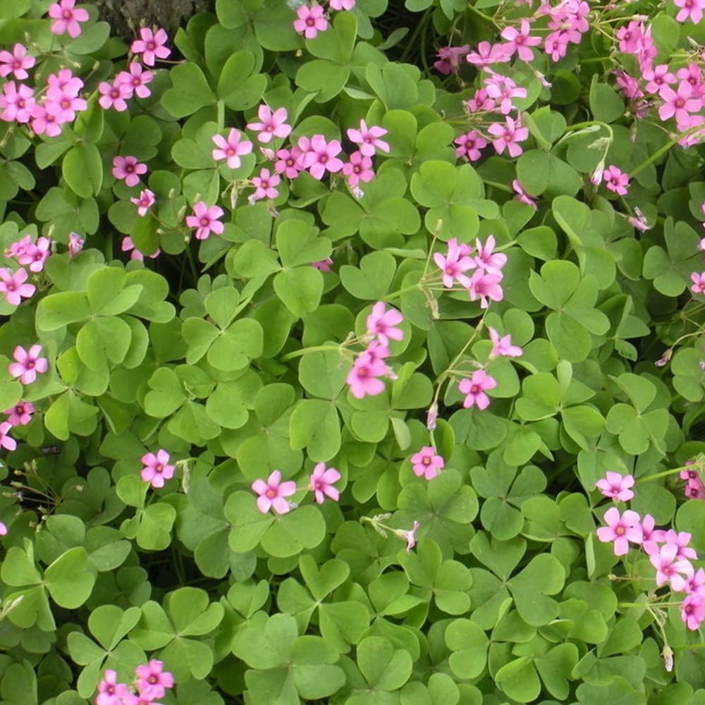 30pcs Mix Oxalis Triangularis Bulbs Purple and Green Shamrocks Bulbs N504