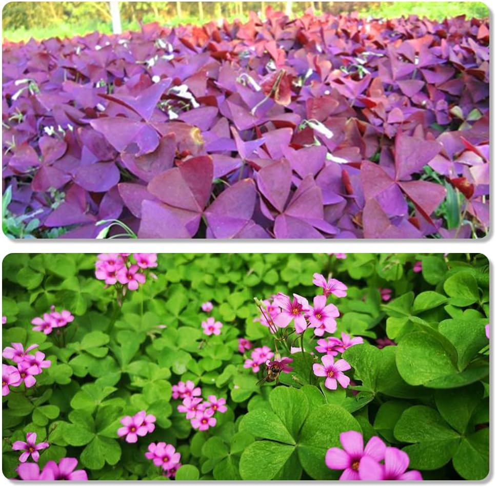 30pcs Mix Oxalis Triangularis Bulbs Purple and Green Shamrocks Bulbs N504