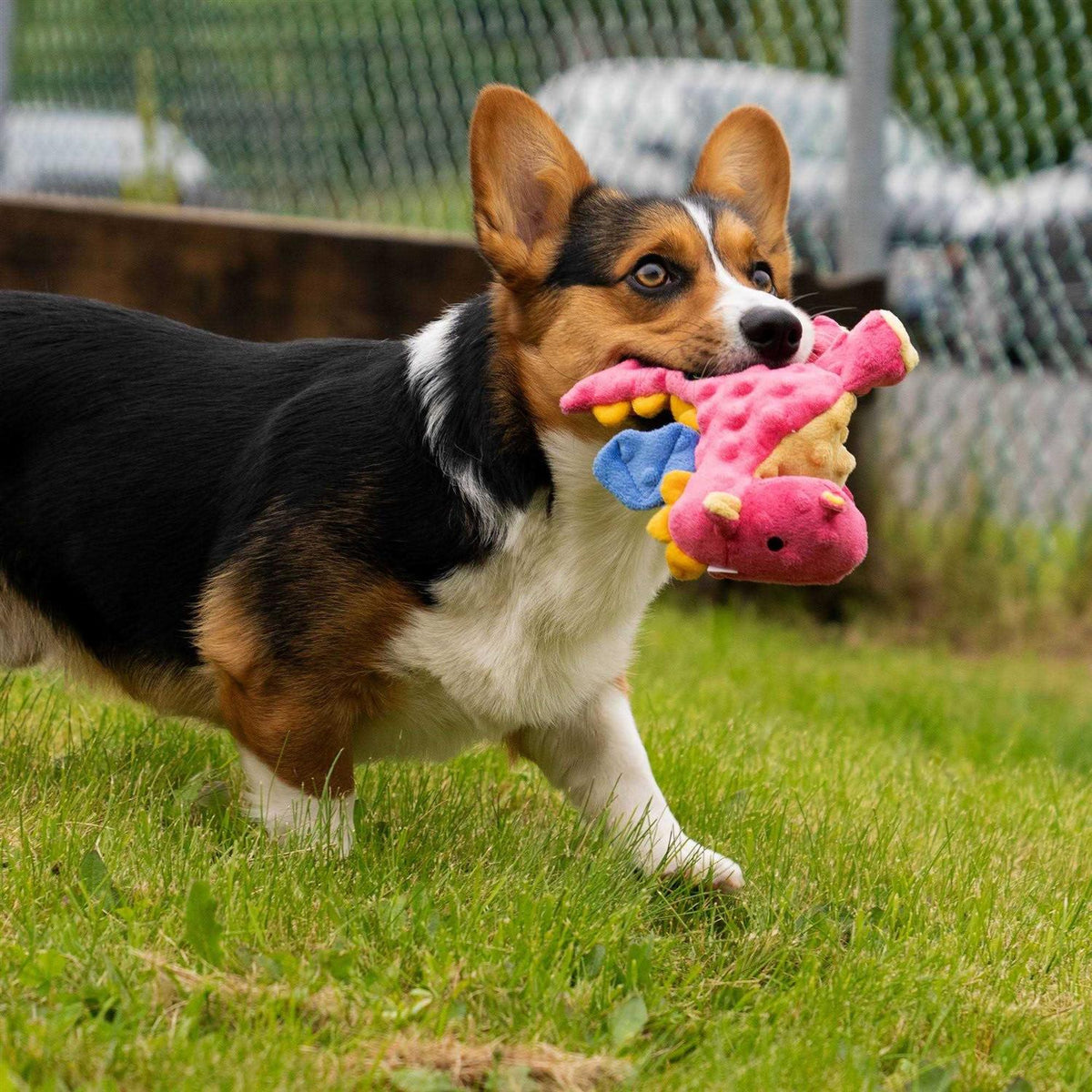 Dog Toy R555