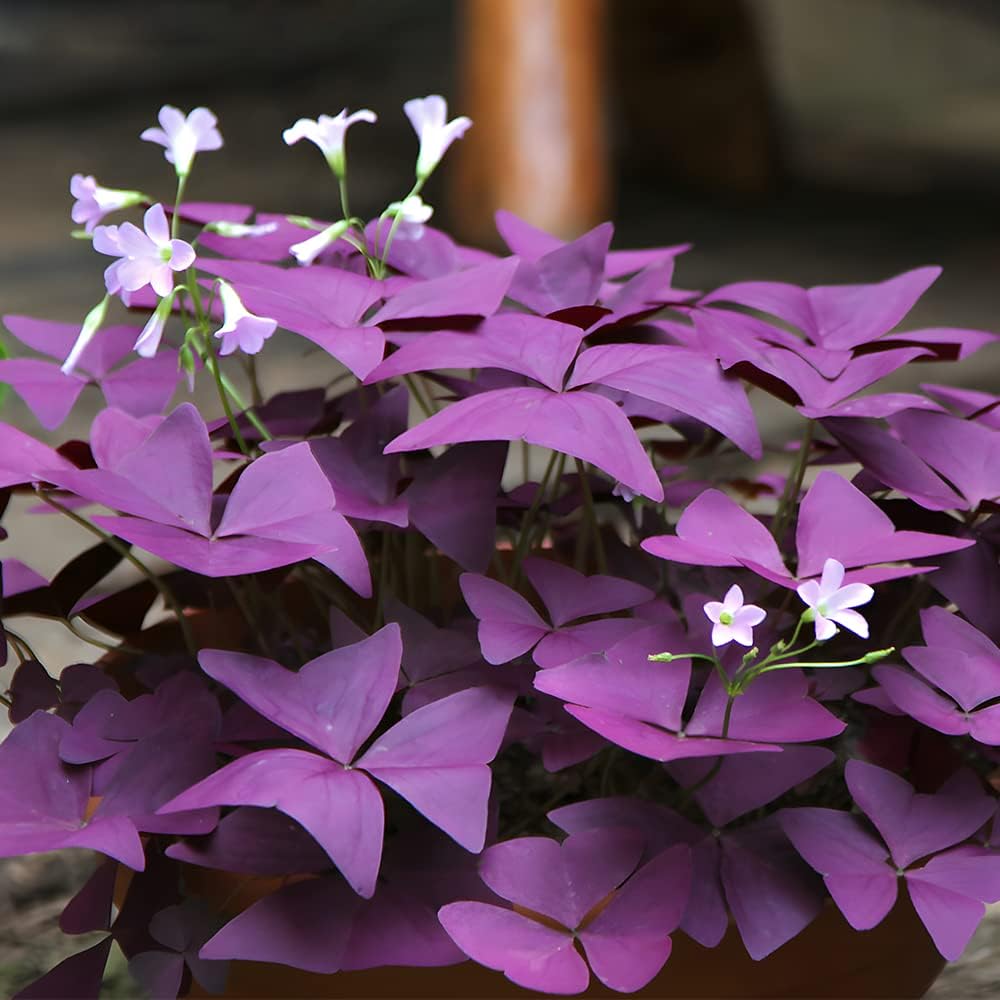 30pcs Mix Oxalis Triangularis Bulbs Purple and Green Shamrocks Bulbs N504