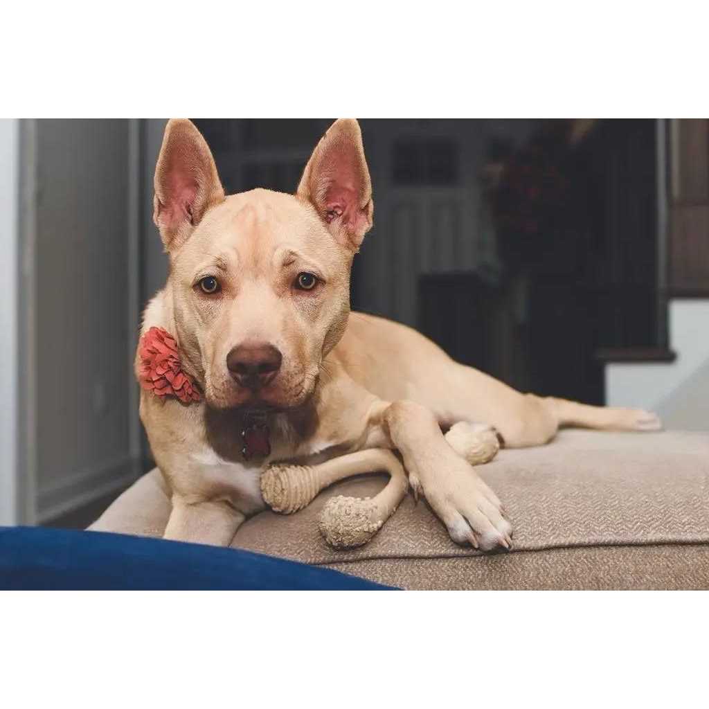 Tough Dog Chew Beef W161