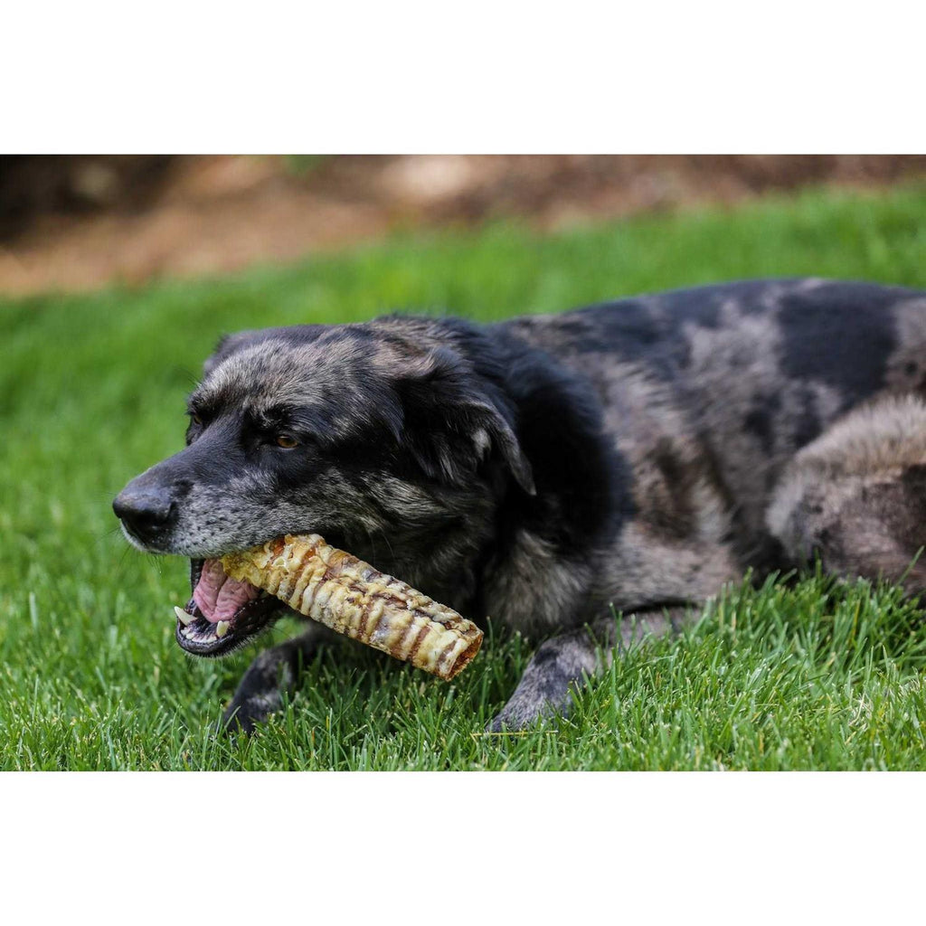 12 Beef Trachea Dog Treats H4512