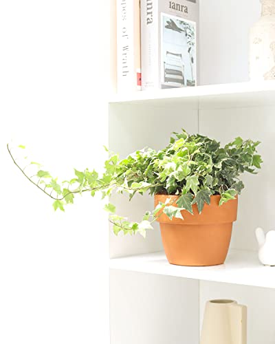 English Ivy (4" Pot) B696