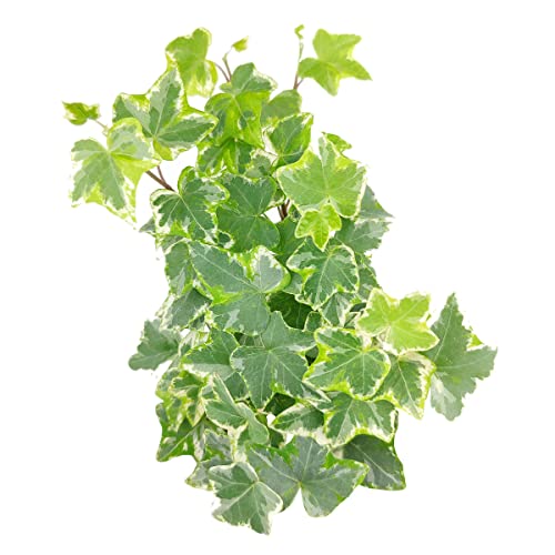 English Ivy (4" Pot) B696