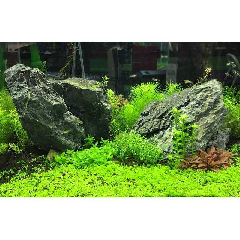 Nitrogen O2980