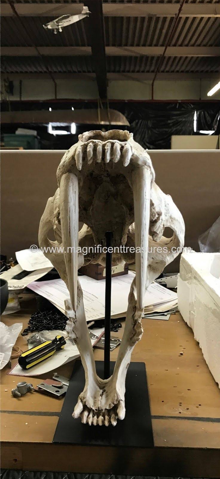 Sabertooth Skull M3297