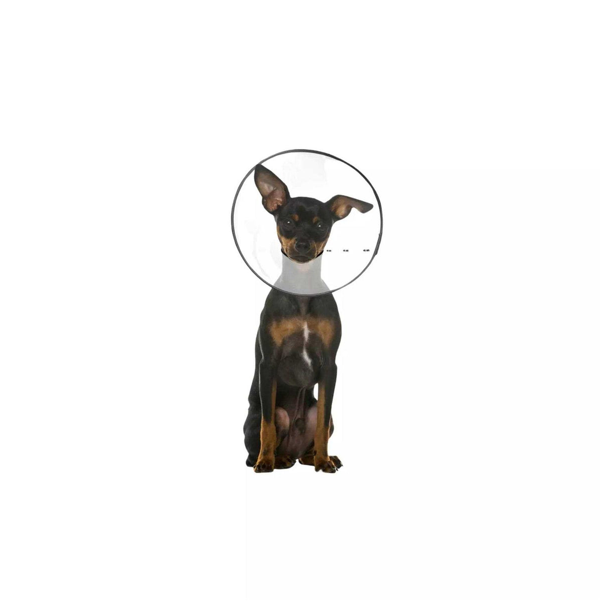 Clear Recovery Collar D79158