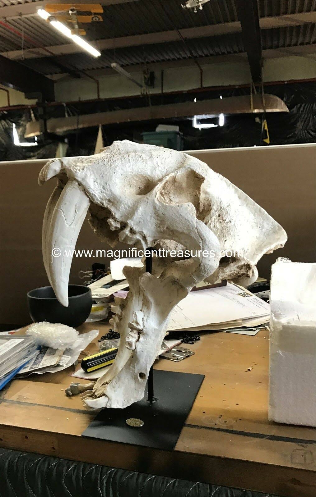 Sabertooth Skull M3297