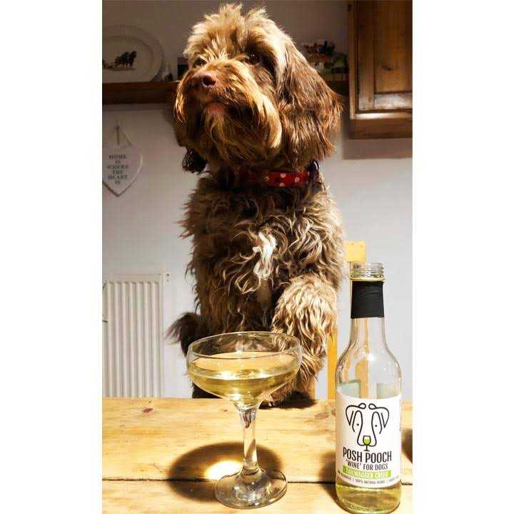Dog Wine Duo Pack D972104