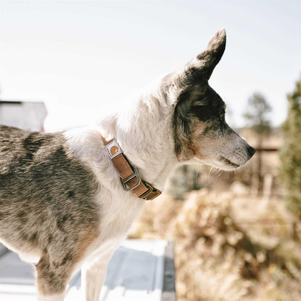 Nylon Collar S364295