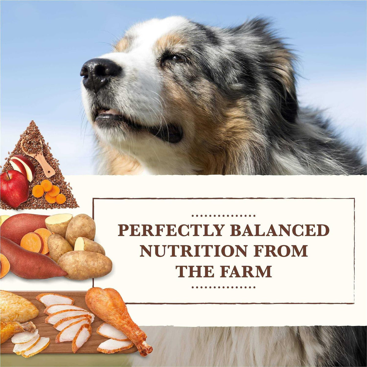 Grain Free Chicken Turkey Recipe Dry Dog Food H78438