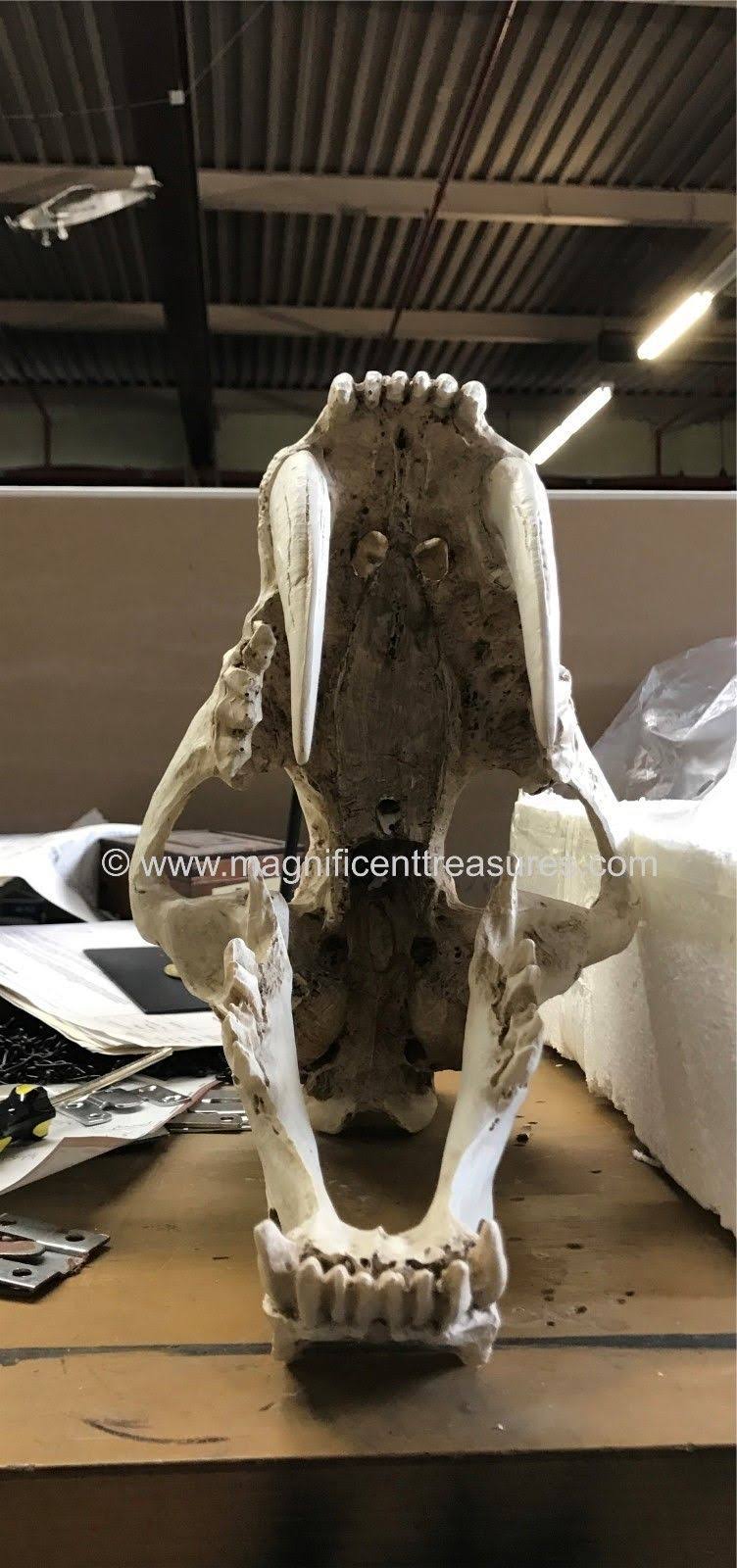 Sabertooth Skull M3297